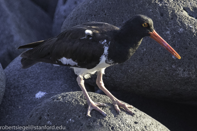 galapagos